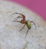 Araniella (cucurbitina-opisthographa)
